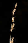 Prairie sedge